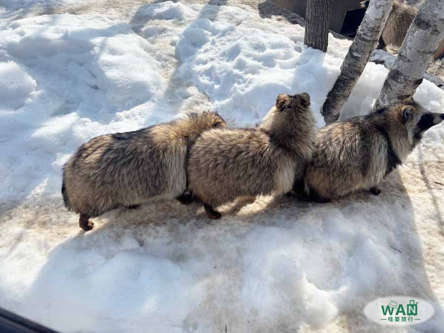 旭山動物園蝦夷狸