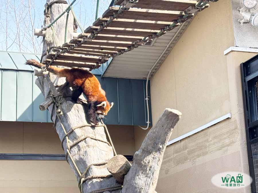 旭川動物園小熊貓