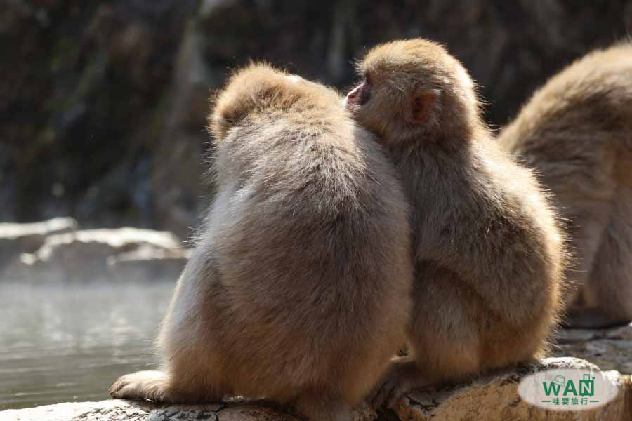 地獄谷雪猴公園