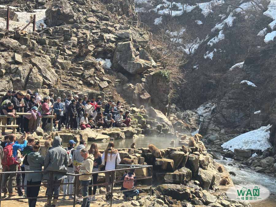 地獄谷野猿公苑夏天