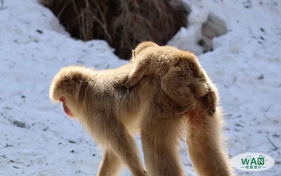 地獄谷雪猴公園