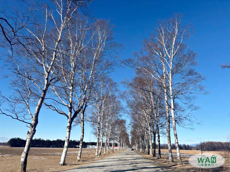 十勝牧場白樺並木