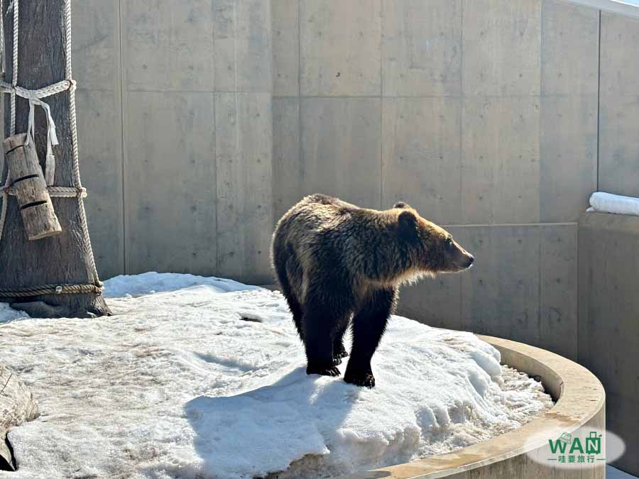 日本打工度假牧場/動物園志工
