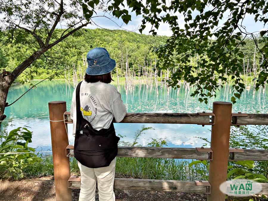 美瑛白金青池一日遊